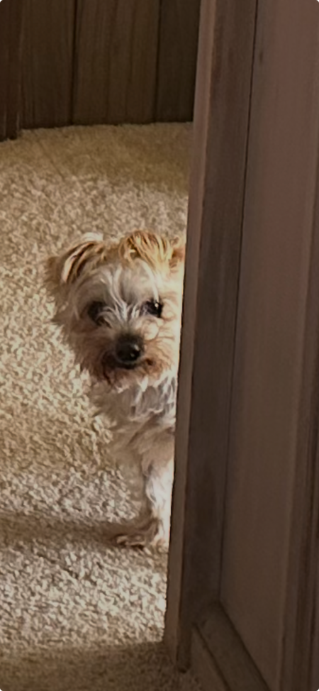 Entry image for Sweetie. Clicking this image will show a larger photo