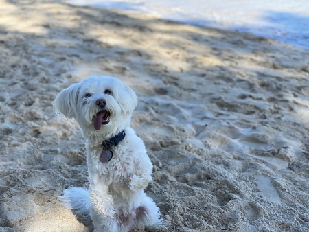 Entry image for Otis. Clicking this image will show a larger photo