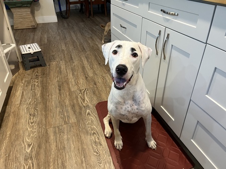 Entry image for Charlie. Clicking this image will show a larger photo