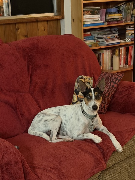Entry image for Petey. Clicking this image will show a larger photo