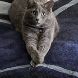 Entry image for Croissant 