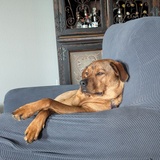 Entry image for Penelope (Penny)