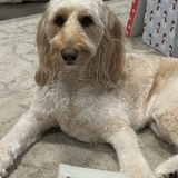 Entry image for Waylon