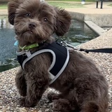 Entry image for Toby