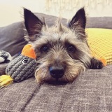Entry image for Oliver