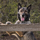 Entry image for Jagger
