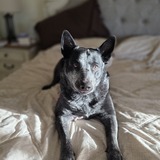 Entry image for Bandit 