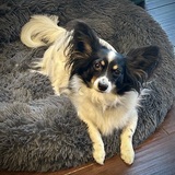 Entry image for Stitch