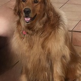 Entry image for Milo