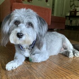 Entry image for Gracie