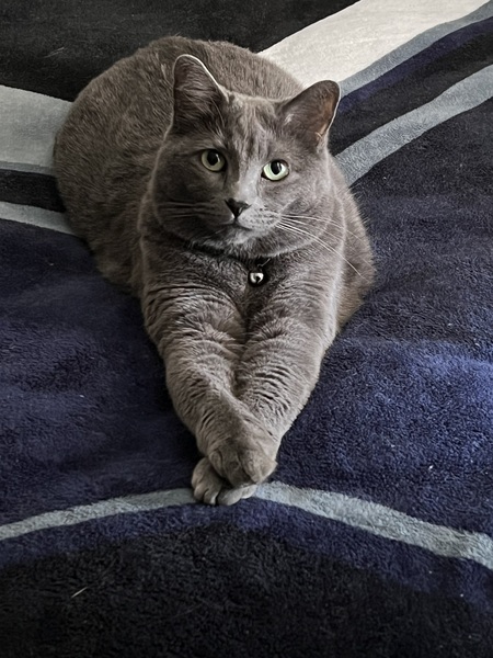 Entry image for Croissant . Clicking this image will show a larger photo