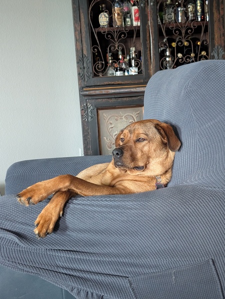 Entry image for Penelope (Penny). Clicking this image will show a larger photo