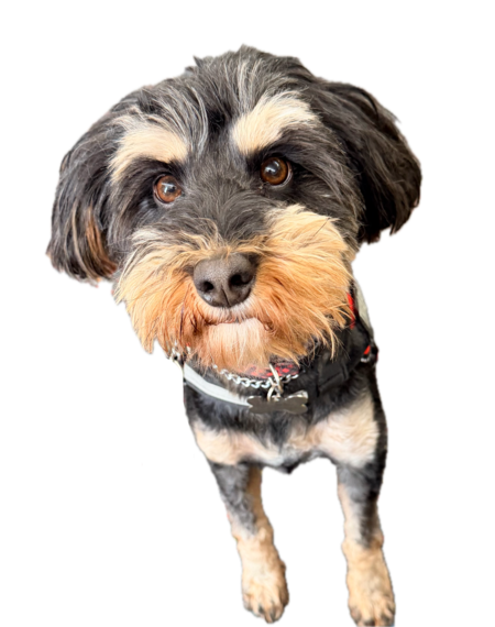 Entry image for Kramer Amplifur. Clicking this image will show a larger photo
