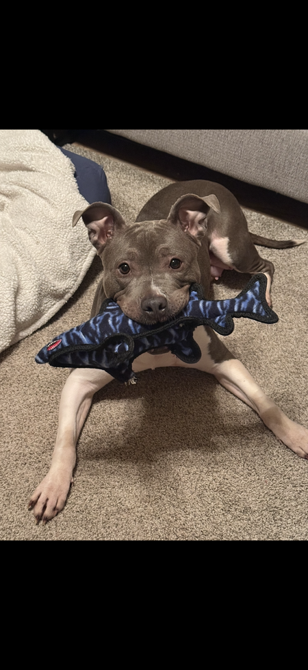 Entry image for Maizie. Clicking this image will show a larger photo