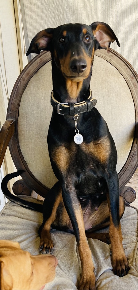 Entry image for Lucy . Clicking this image will show a larger photo