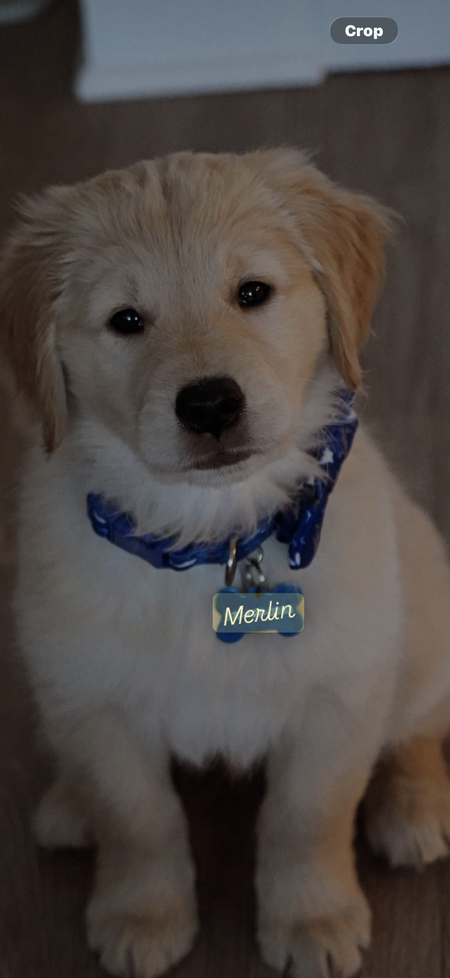 Entry image for Merlin. Clicking this image will show a larger photo