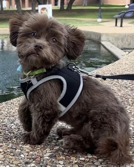 Entry image for Toby. Clicking this image will show a larger photo