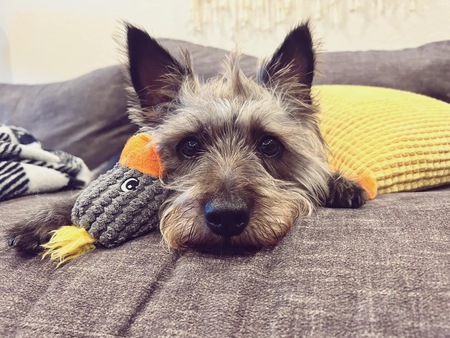 Entry image for Oliver. Clicking this image will show a larger photo