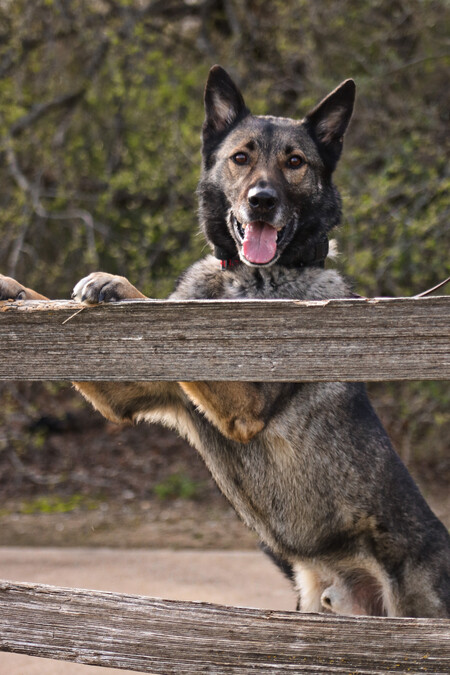 Entry image for Jagger. Clicking this image will show a larger photo
