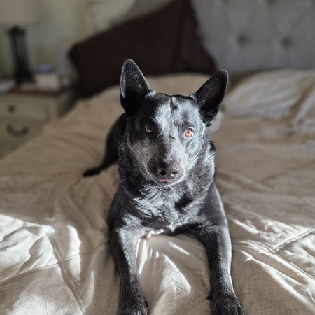 Entry image for Bandit . Clicking this image will show a larger photo