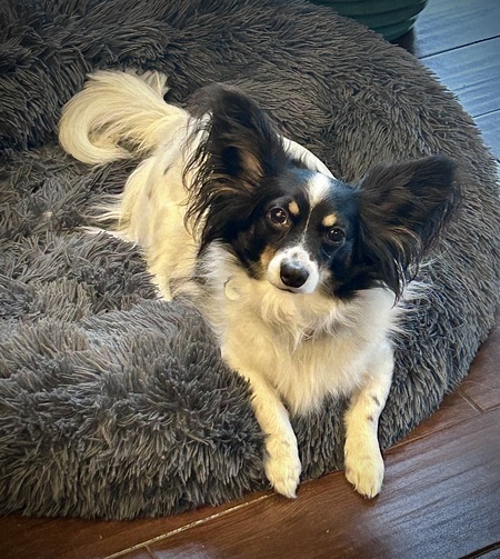 Entry image for Stitch. Clicking this image will show a larger photo