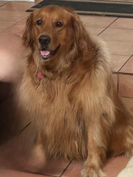 Entry image for Milo. Clicking this image will show a larger photo