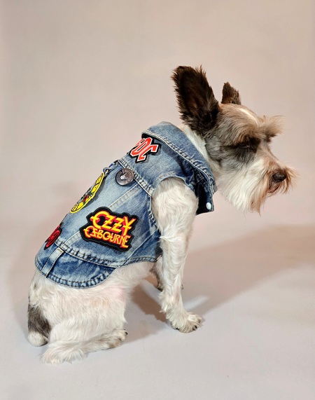 Entry image for Axl. Clicking this image will show a larger photo