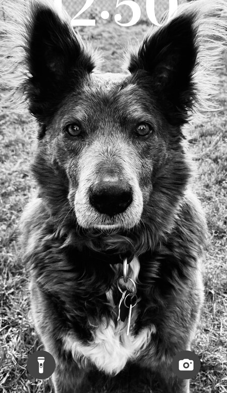 Entry image for Cleo. Clicking this image will show a larger photo