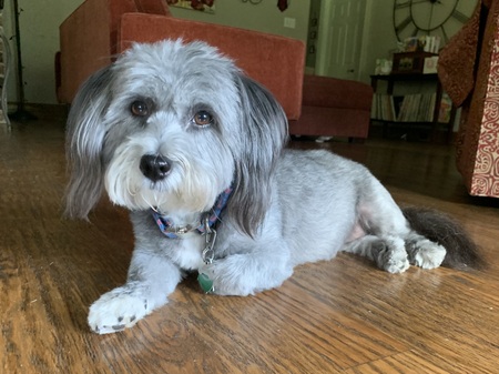 Entry image for Gracie. Clicking this image will show a larger photo