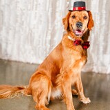 Entry image for Contestant A