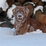 Entry image for Contestant C