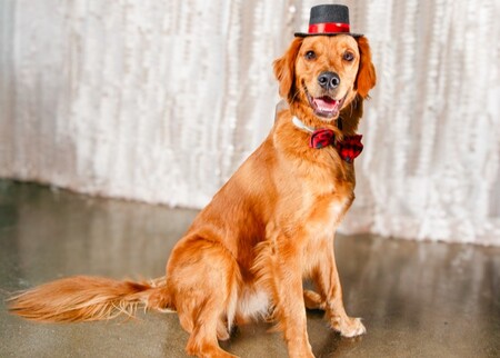 Entry image for Contestant A. Clicking this image will show a larger photo