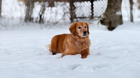 Entry image for Contestant T. Clicking this image will show a larger photo