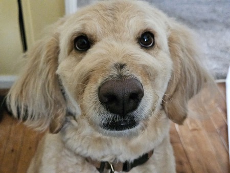 Entry image for Contestant AL. Clicking this image will show a larger photo