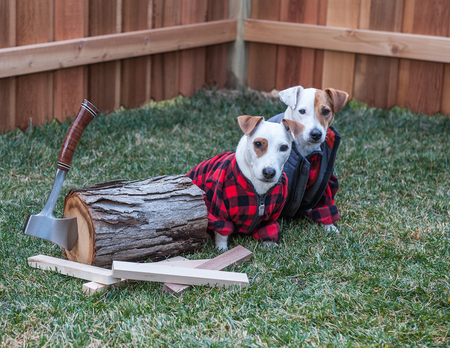 Seamus & Riley - The Lumber Jacks