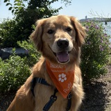 Entry image for Rudy