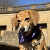 Entry image for Cooper T. Hounddog