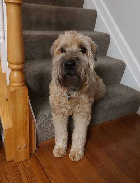 Entry image for Wylie. Clicking this image will show a larger photo