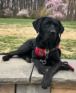 Entry image for Pepper. Clicking this image will show a larger photo