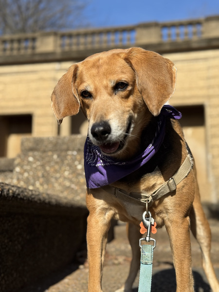 Entry image for Cooper T. Hounddog. Clicking this image will show a larger photo