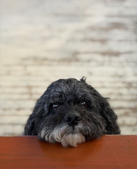 Entry image for Blaze. Clicking this image will show a larger photo