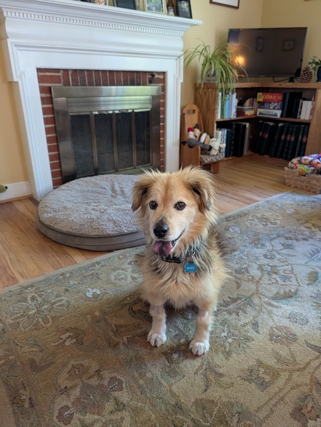 Entry image for Lucy. Clicking this image will show a larger photo