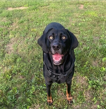 Entry image for Buck . Clicking this image will show a larger photo