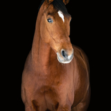 Entry image for Leo