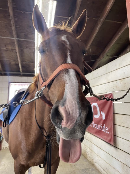 Entry image for Opie. Clicking this image will show a larger photo