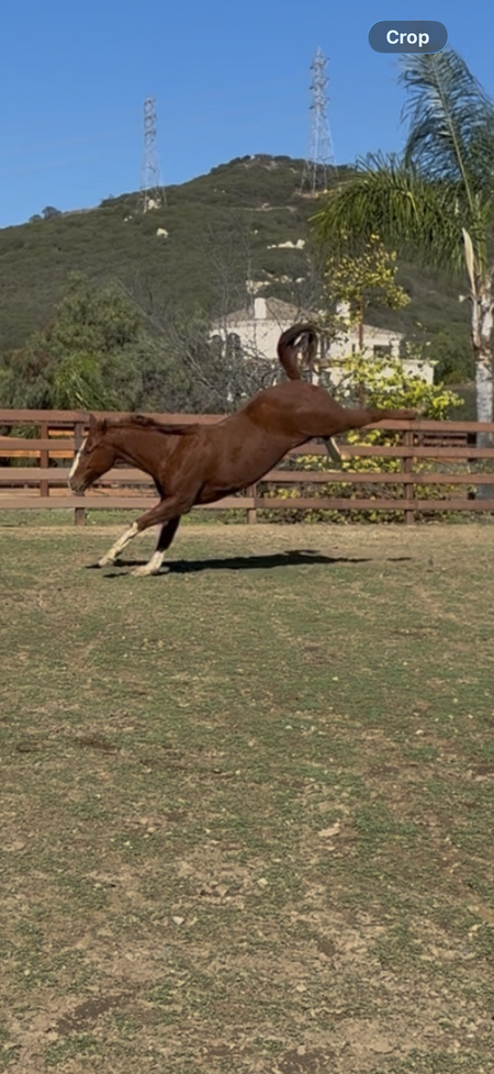 Entry image for Gibbs. Clicking this image will show a larger photo