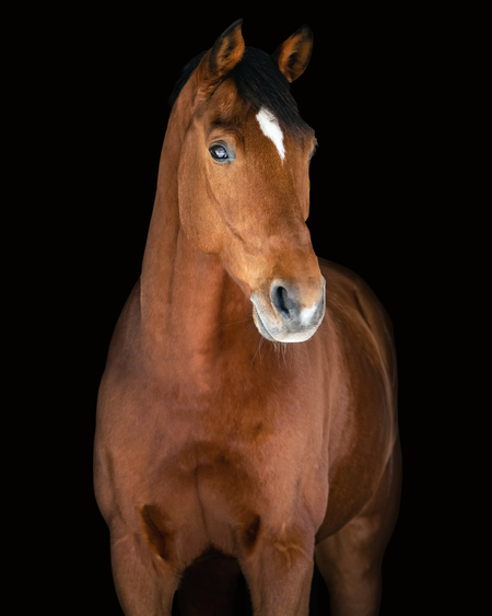 Entry image for Leo. Clicking this image will show a larger photo