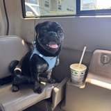 Entry image for Sammy