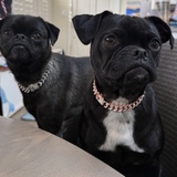 Entry image for Baxter & Quinnie