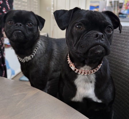 Entry image for Baxter & Quinnie. Clicking this image will show a larger photo